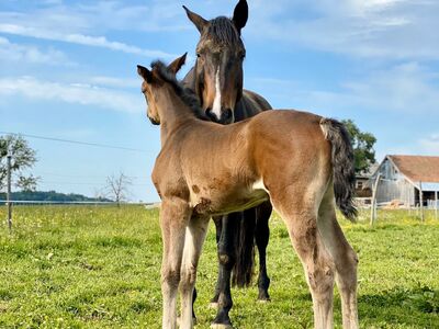 Su Pa Kani von Helloer und Fohlen